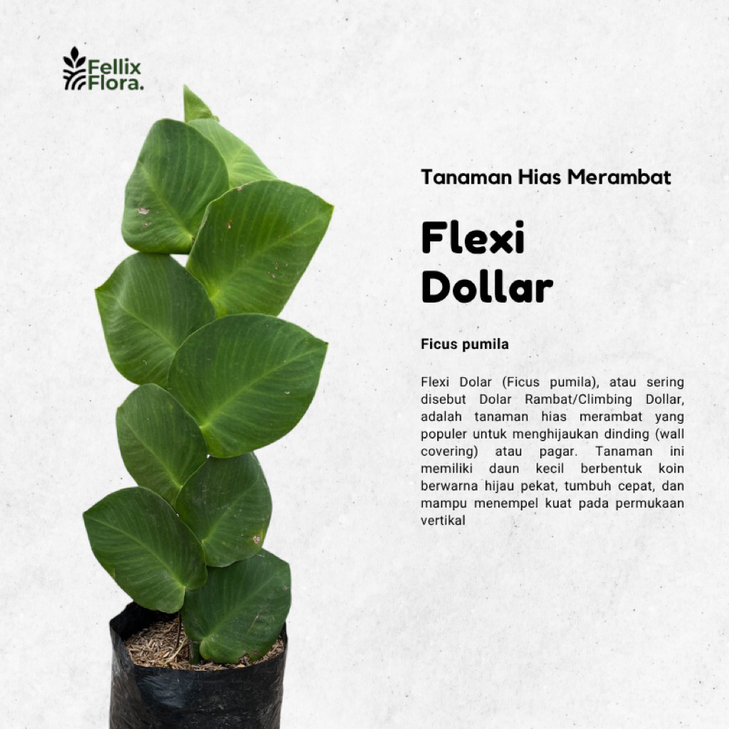 Tanaman Hias Dolar Rambat Besar - Flexi - Giant Dollar - Ficus Pumila