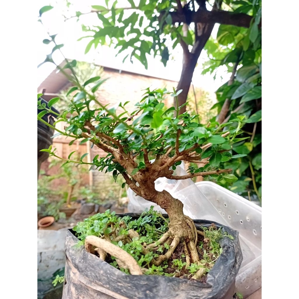 bahan bonsai sancang mame
