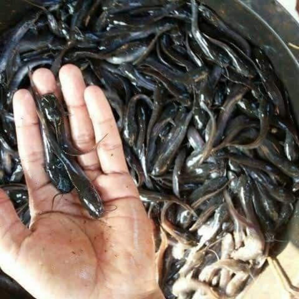 Bibit ikan lele ukuran 6-7 cm paket isi 100 ekor