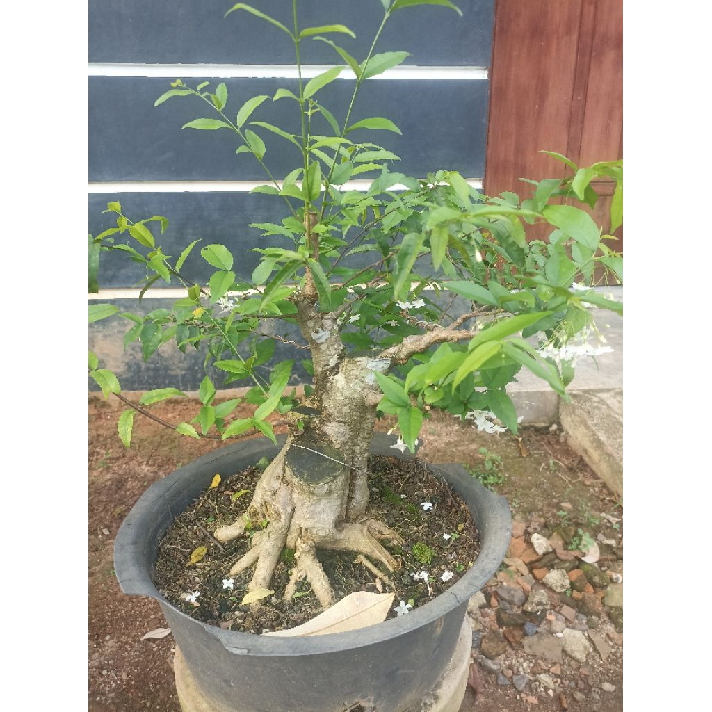 Bahan Bonsai Anting Putri - Anting Putri, Bonsai Anting Putri, Anput Bonsai