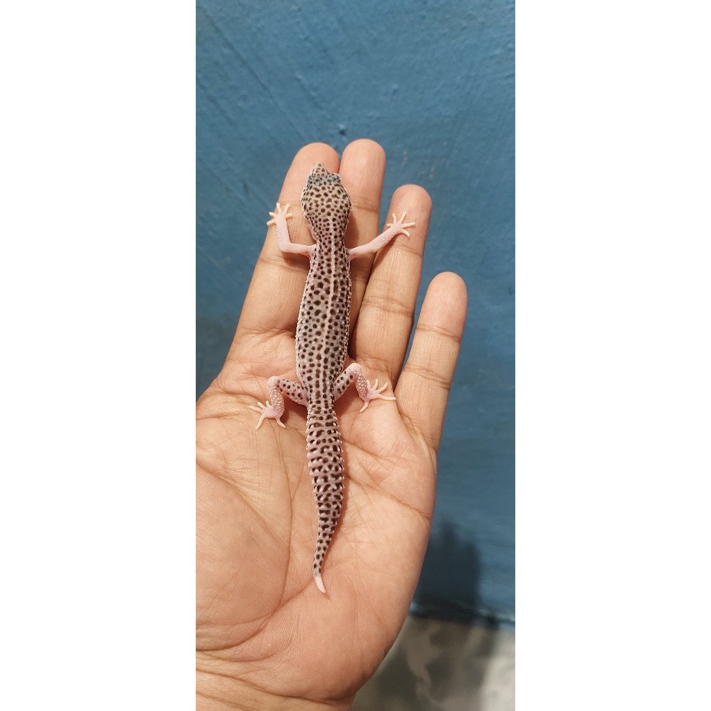 Mainan Leopard Gecko Super Snow Eclipse