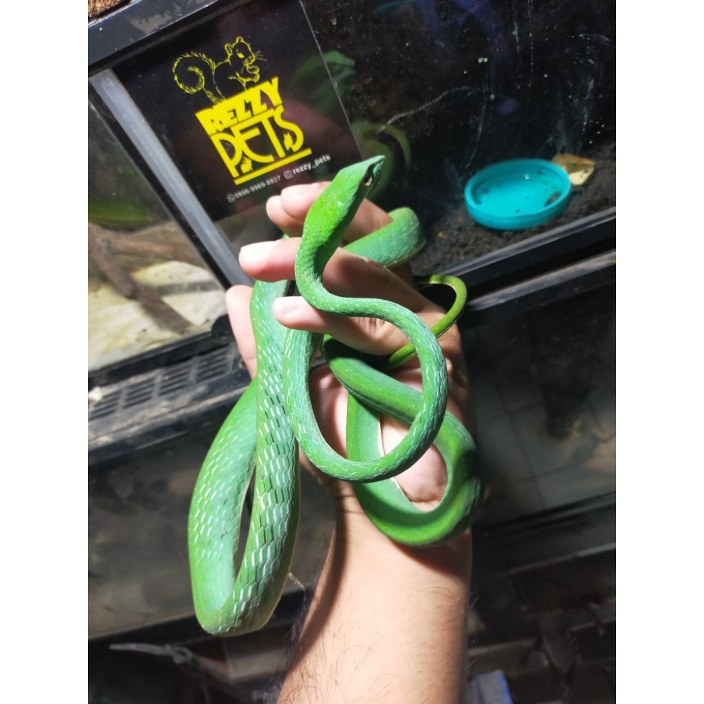 ular pucuk(ahaitula) jumbo