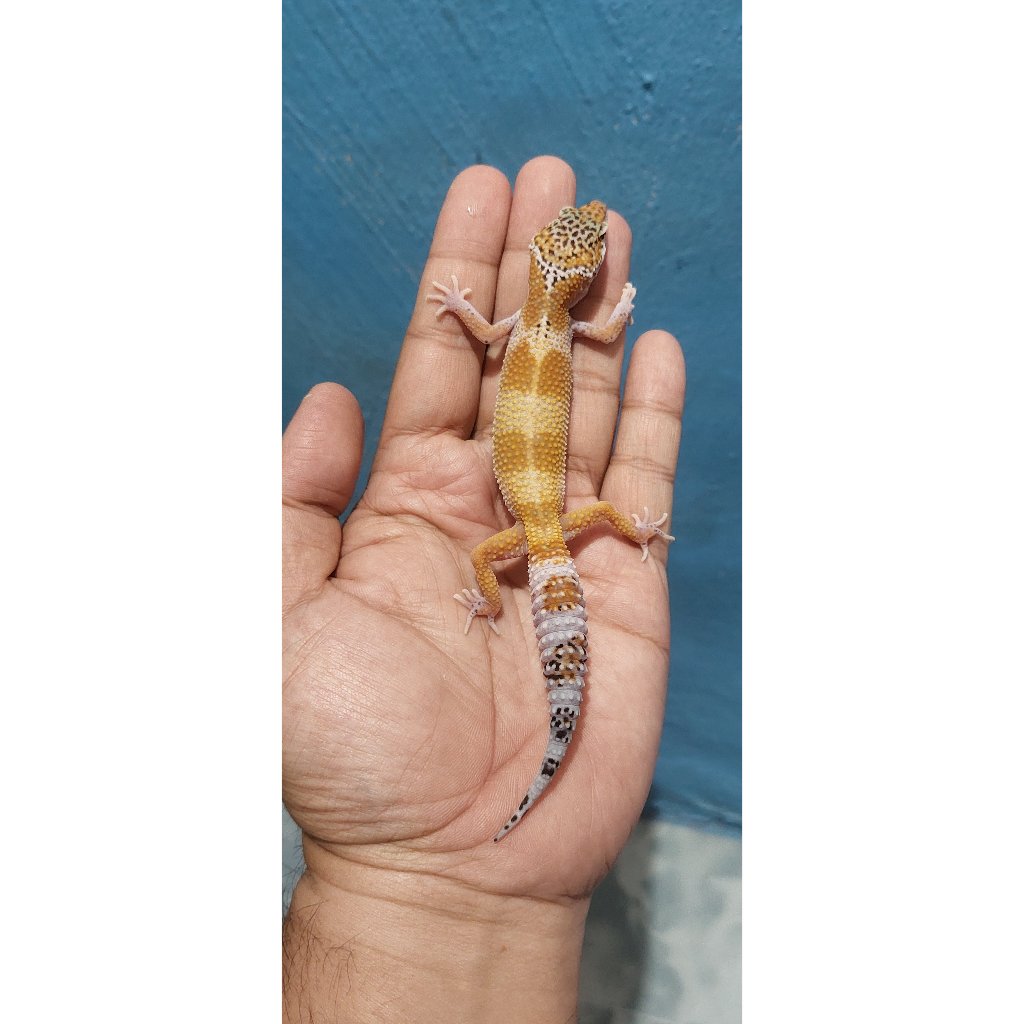 Mainan Leopard gecko Mack Snow