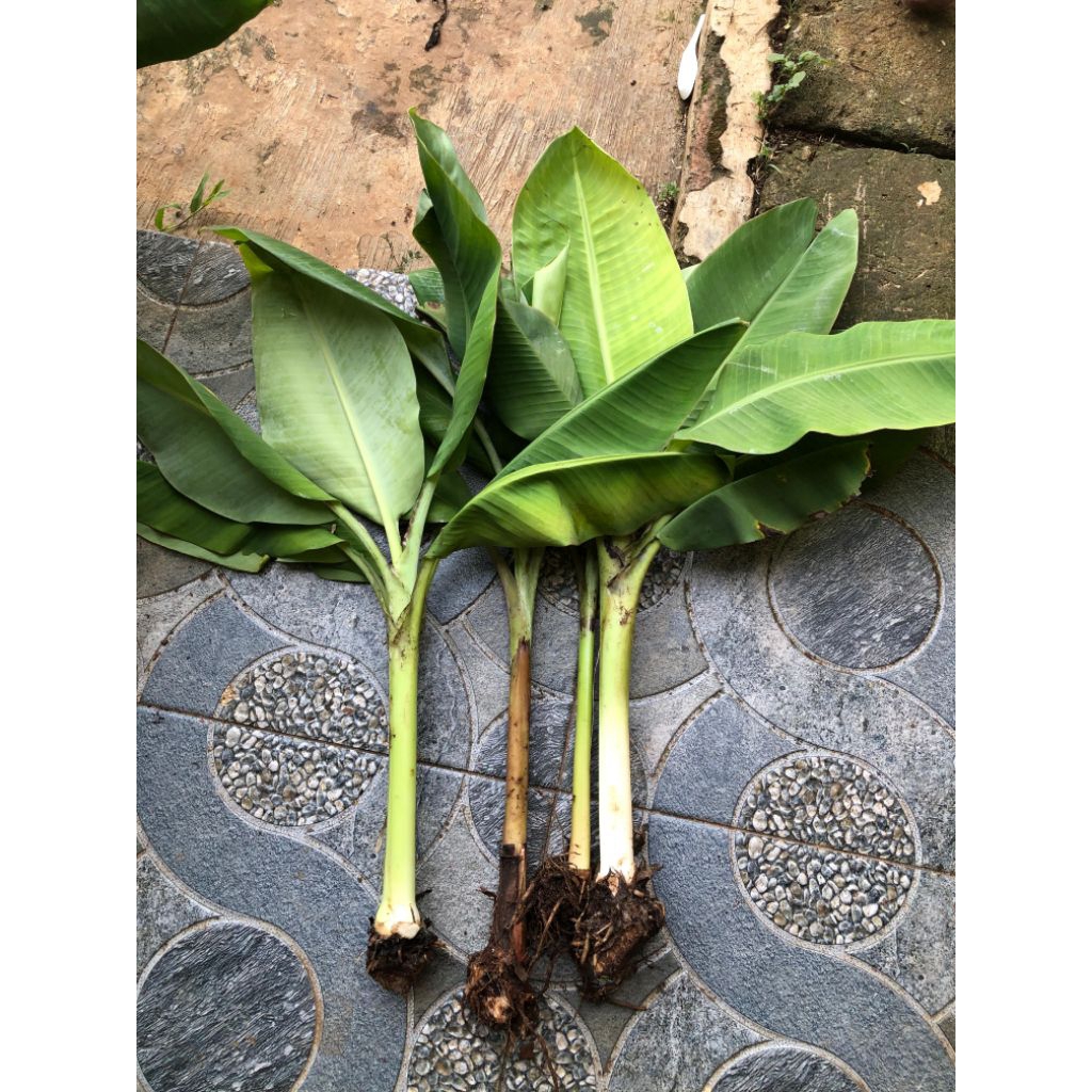 Bibit Tanaman Pisang Raja Seribu (Pisang Sewu) Super Unggul & Cepat Berbuah(premium)
