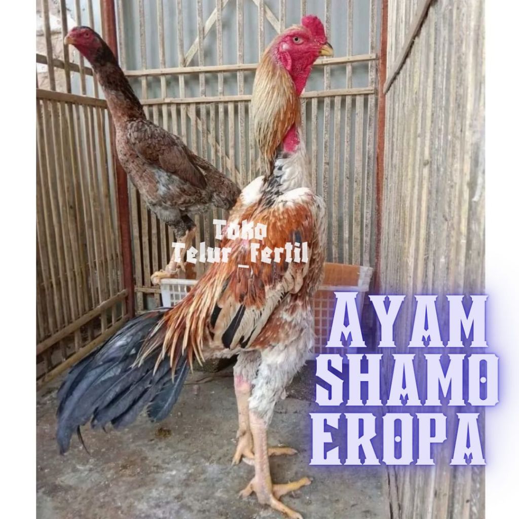 TELUR AYAM SHAMO EROPA ORI PETARUNG UNTUK DITETASKAN