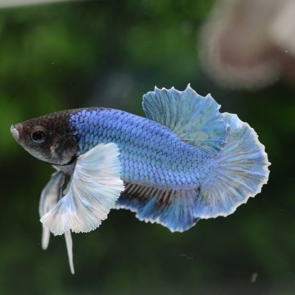 CUPANG HIAS PLAKAT DUMBO EAR SIZE S+ BETTA FISH