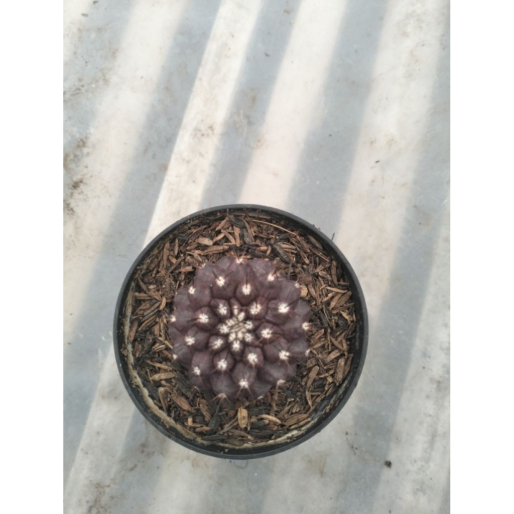 Gymnocalycium mihanovichii ownroot