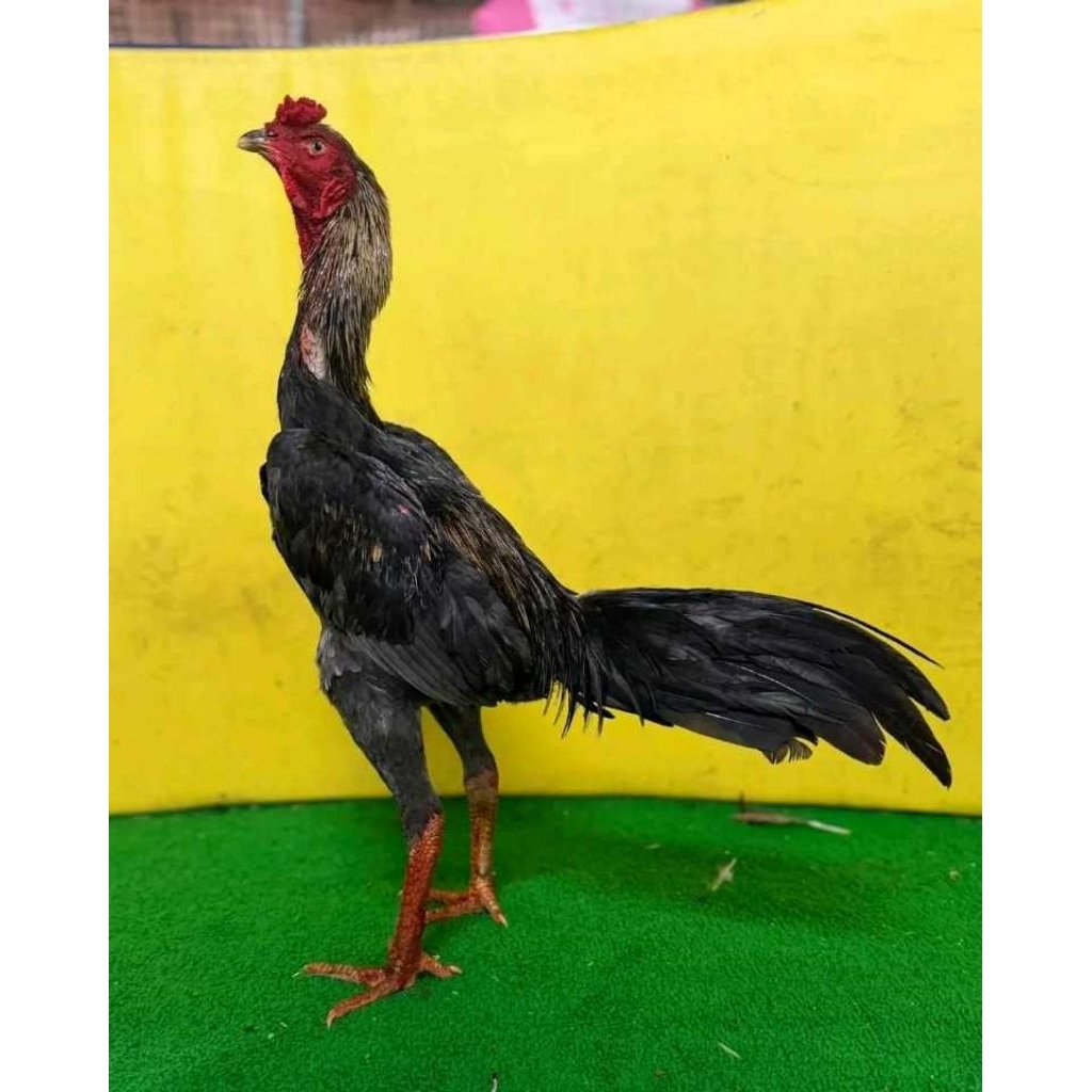 TELUR AYAM PAKHOY IMPORT LONG DRUM CUCU GOLDEN GREY