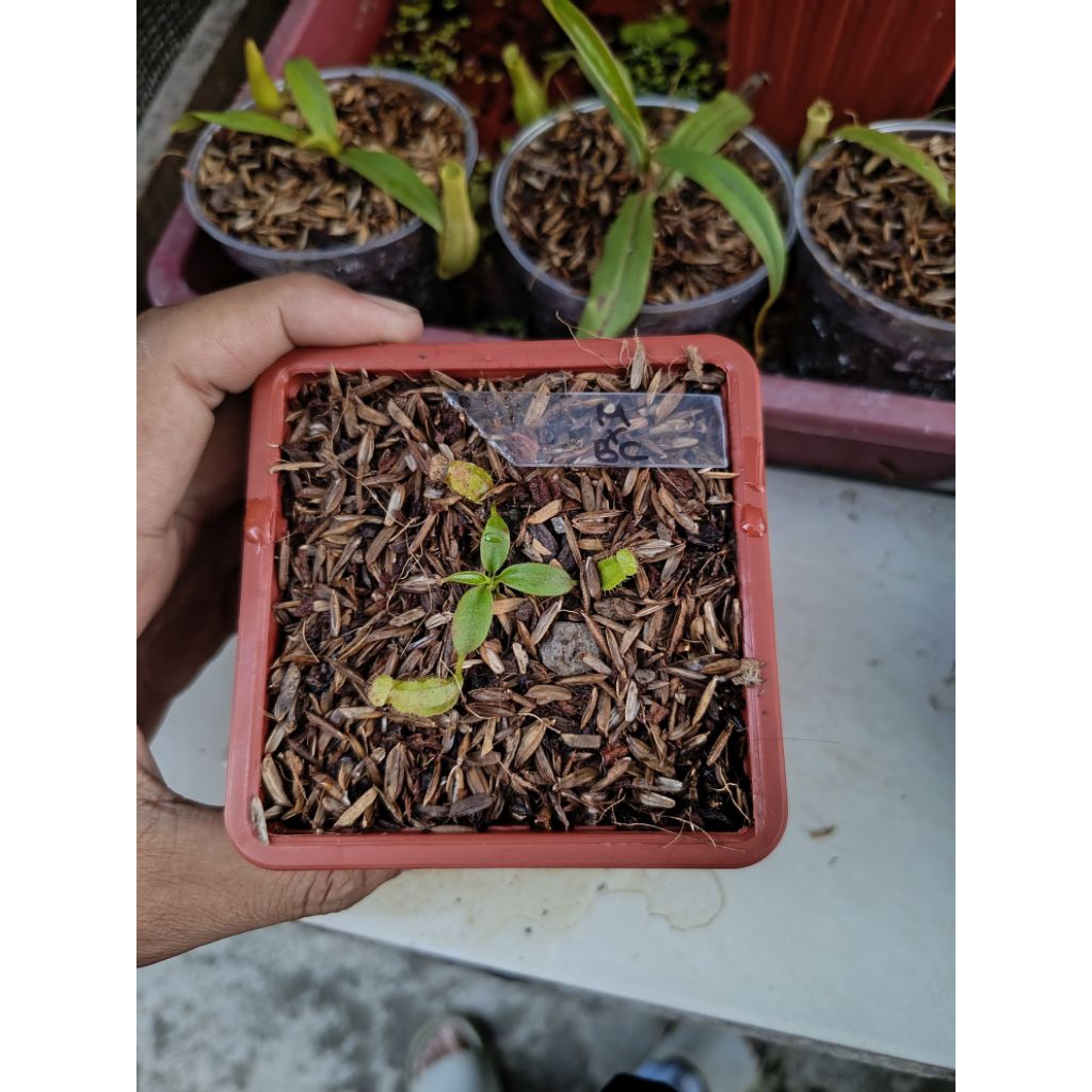 Nepenthes Maxima x (Boschiana x Clipeata) | Tanaman Carnivora | Tanaman hias | Tanaman pemakan seran
