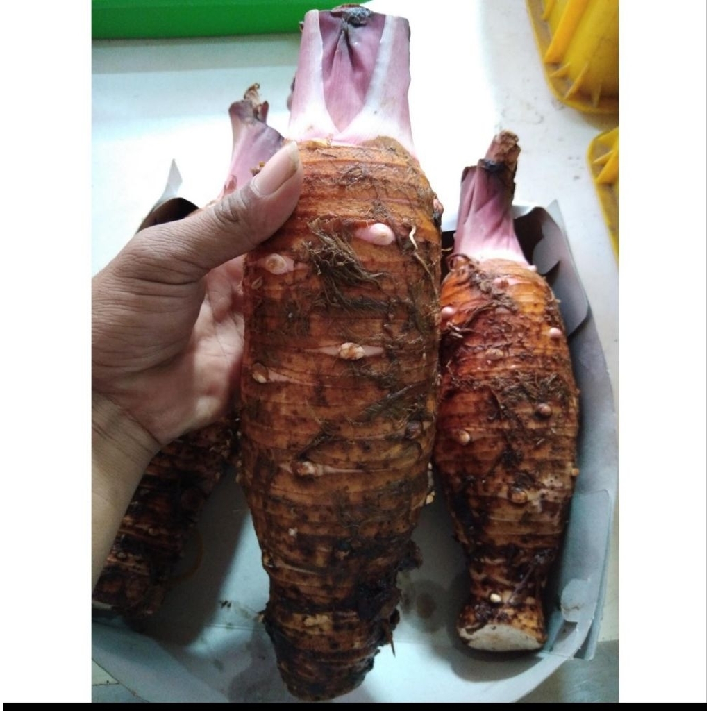 TALAS PONTIANAK PULEN TALAS SEGAR 1KG