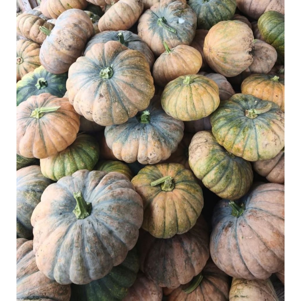LABU KUNING JUMBO 15  BIJI BENIH LABU KUNING JUMBO UNGGUL - PULEN LEGIT MANIS