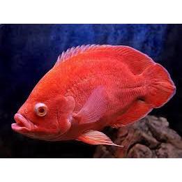 Dekorasi Hiasan Aquarium Oscar Red Chili JUMBO (KHUSUS INSTAN)