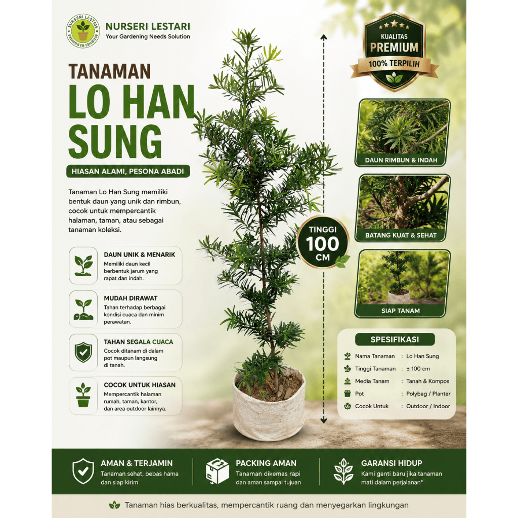 Tanaman Besar Pohon Lo Han Sung Lohansung - Podocarpus Macrophyllus
