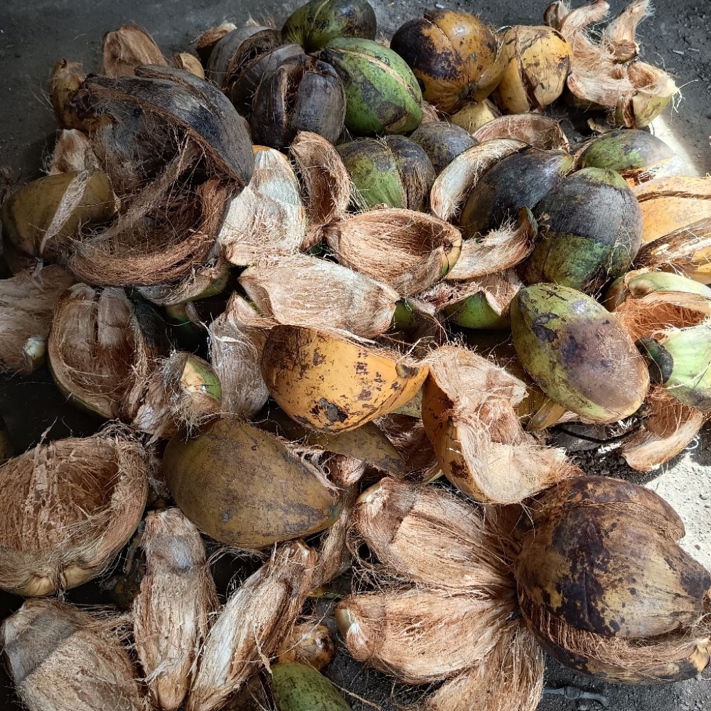 Sabut Kelapa Utuh atau Tapas Kelapa Utuh 1pcs