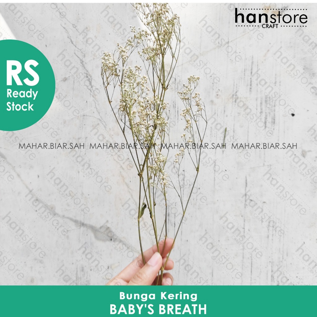 RS 3 gr Baby's Breath Lokal / Baby Breath / Dried Flower / Bunga Kering / Dried Baby’s Breath