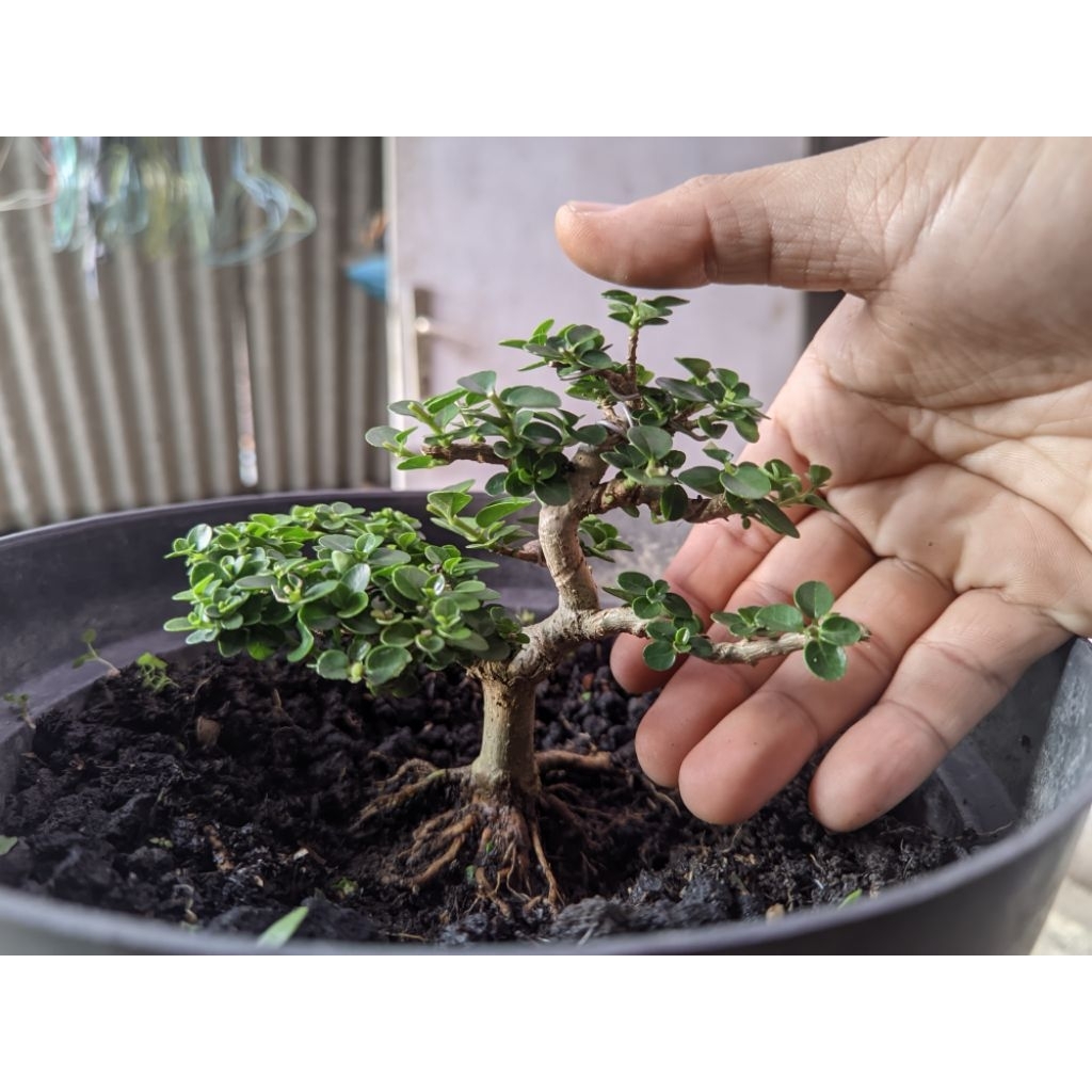 Bahan Bonsai Sancang Mame