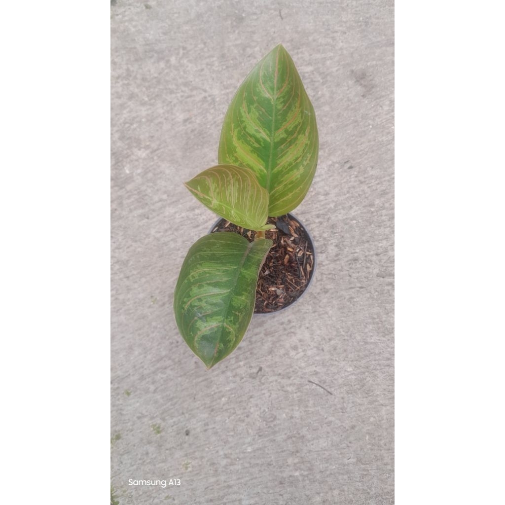 Aglonema Kresna Black (Size Remaja) (1)