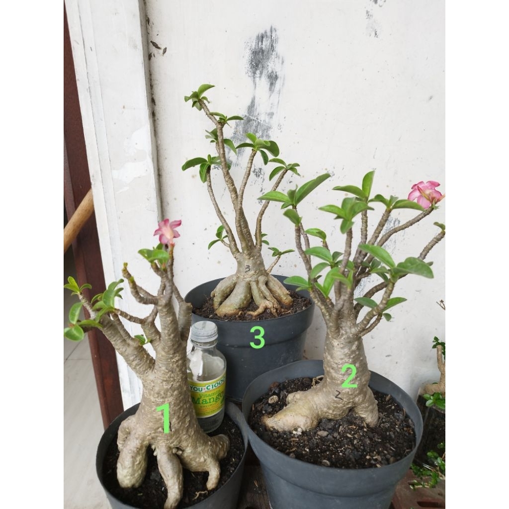 Adenium Thaisocotranum Arabicum RCN