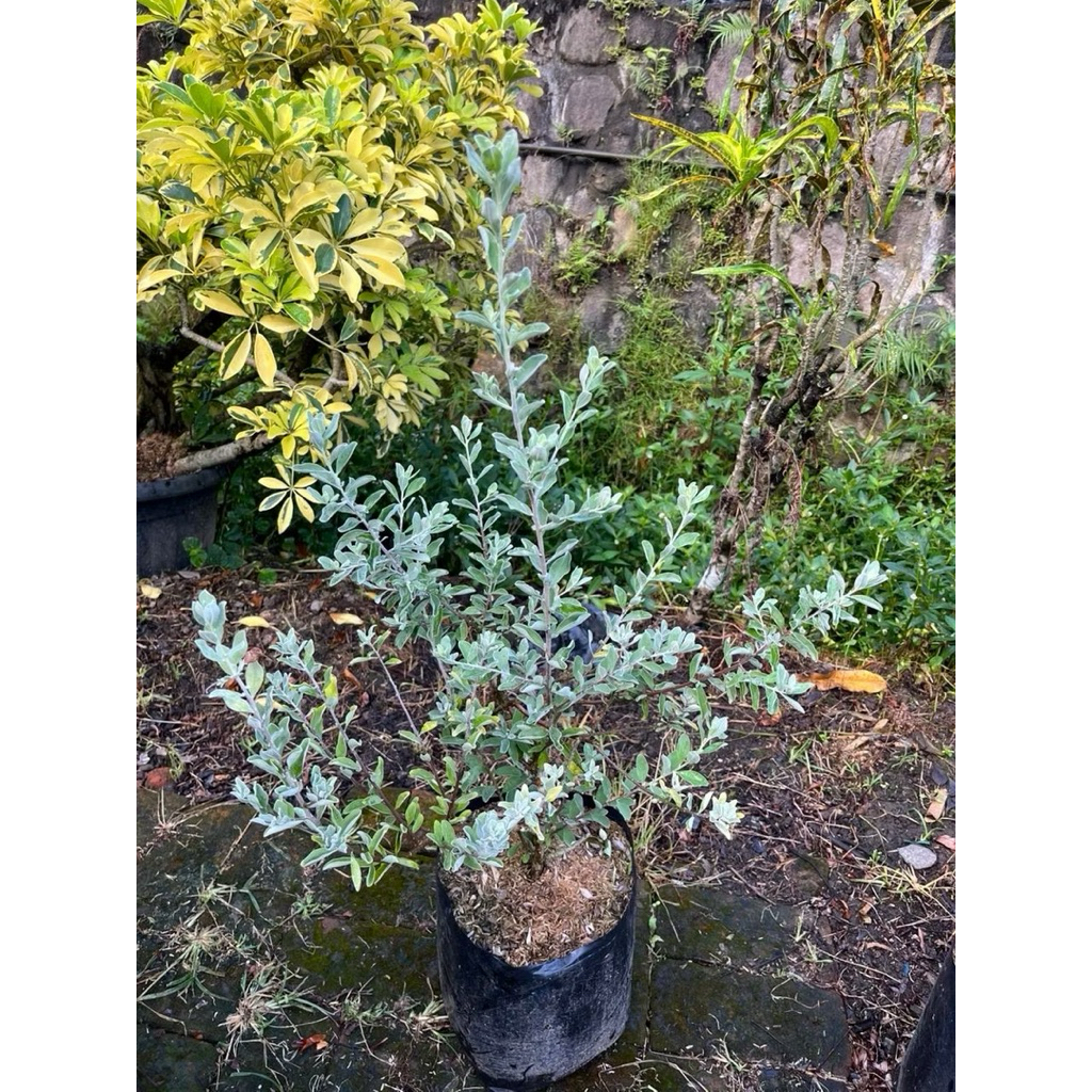 Tanaman Leucophyllum frutecens Langka Texas ranger Texas sage hijau perak bibit tanaman hias bunga