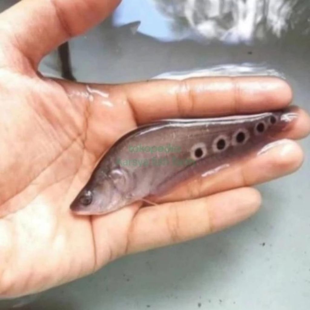 IKAN BELIDA BANGKOK