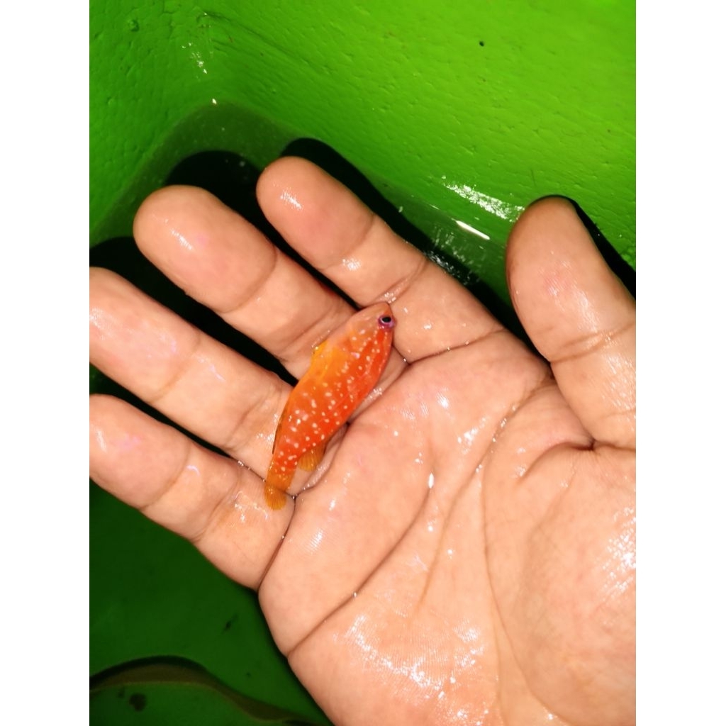 ikan hias laut kerapu Oren S
