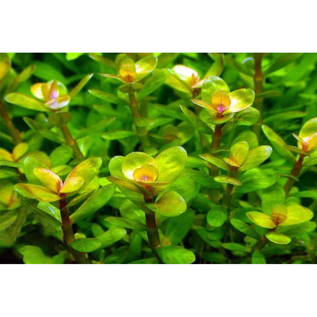 Ammania Bonsai - Tanaman Aquascape