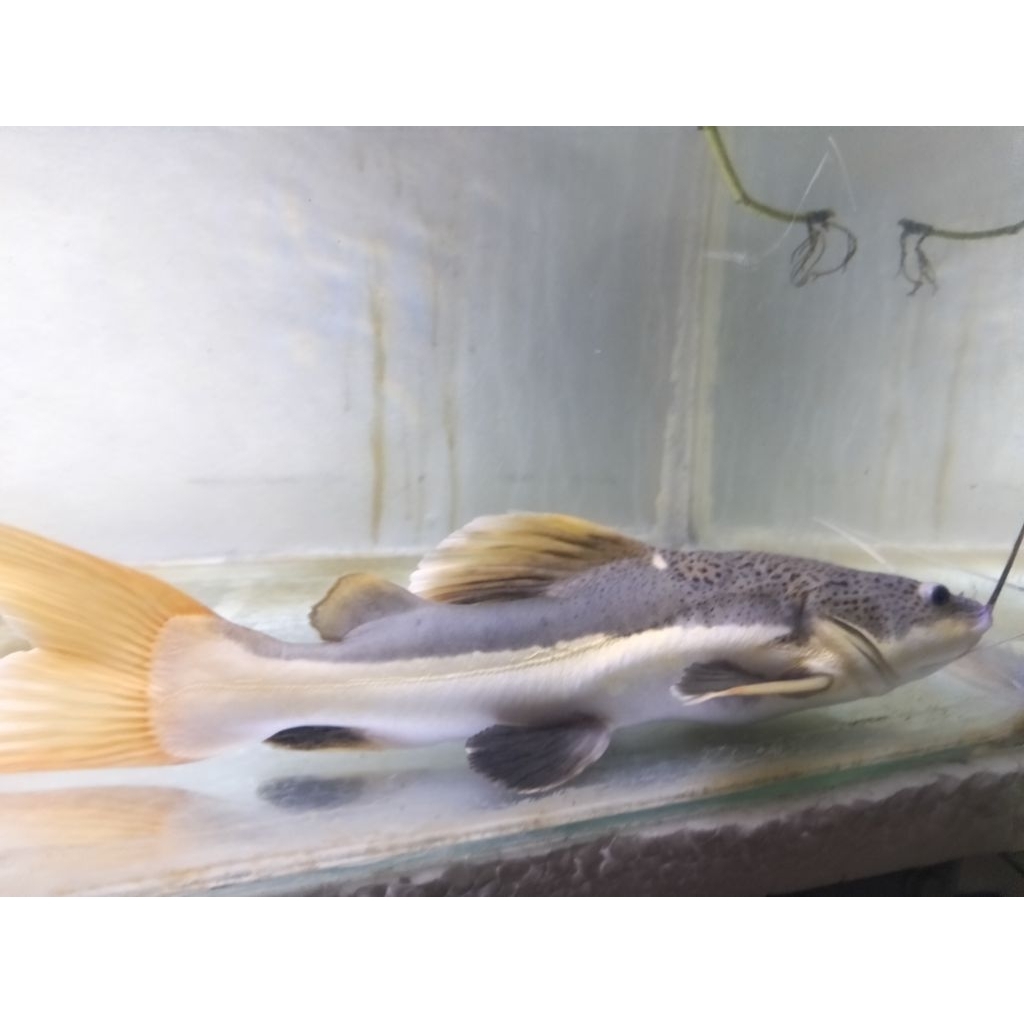 ikan Redtail catfish