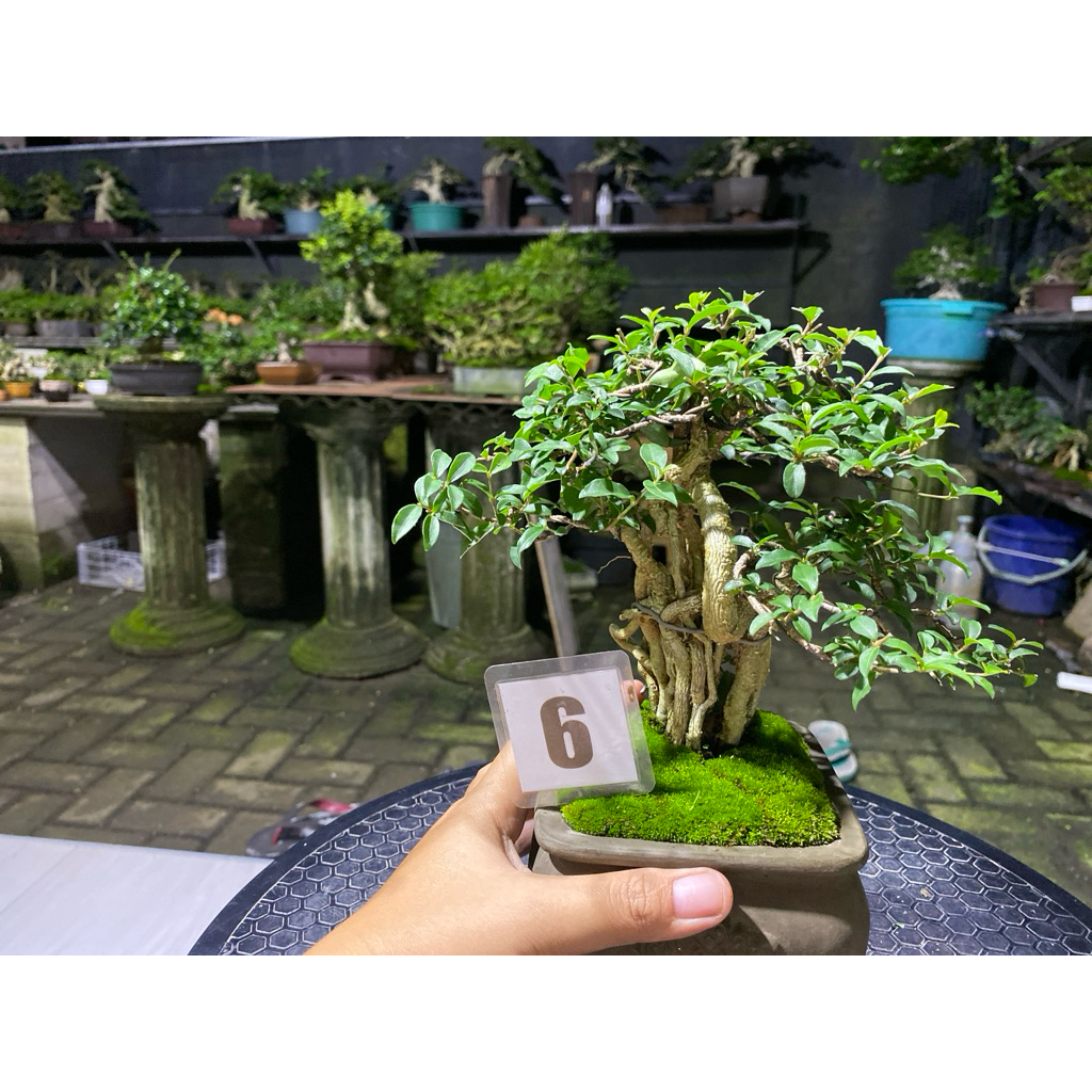 bonsai sakura micro