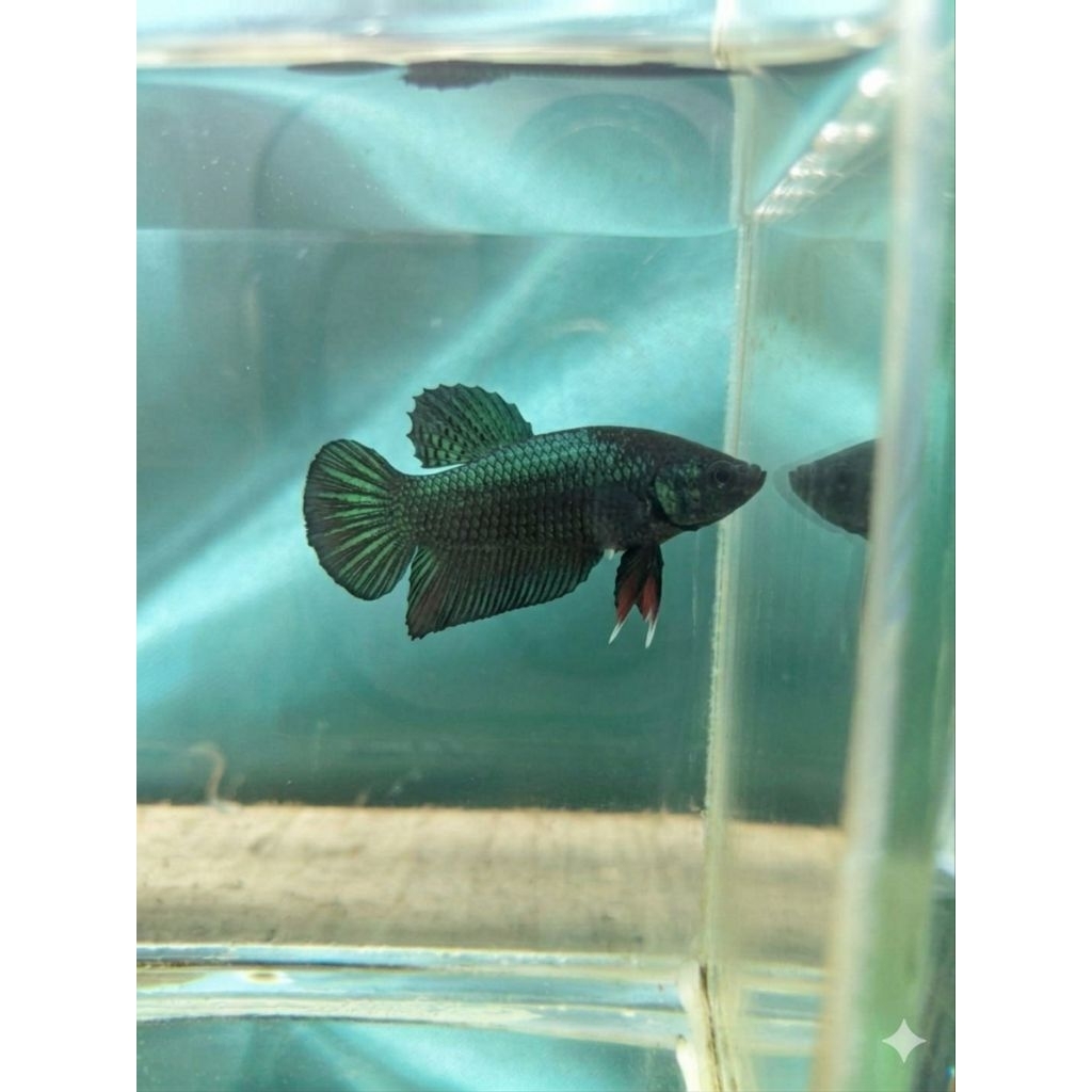 Cupang bagan female(Cewe)