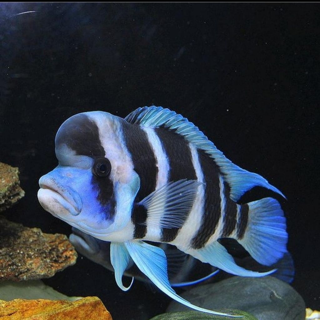 Cichlid FRONTOSA BURUNDI Cichlid Afrika Tanganyika
