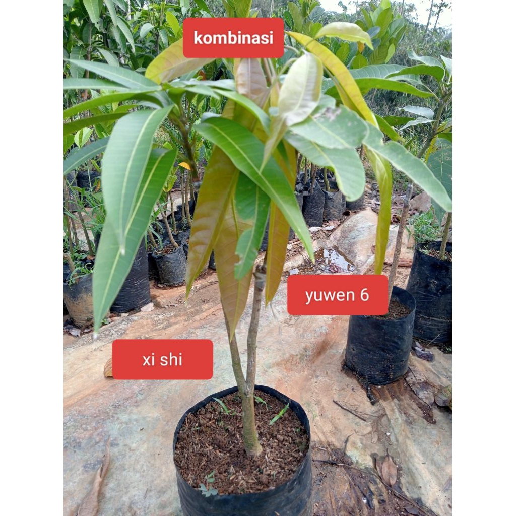 bibit mangga kombinasi (pilih sendiri)