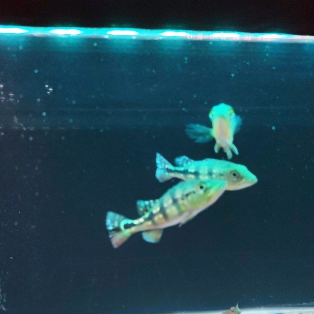 azul peacock bass