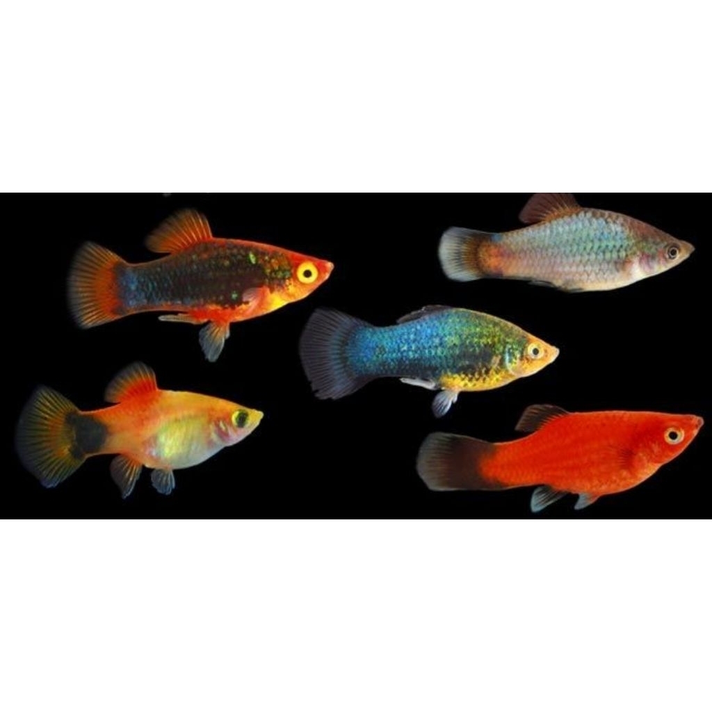 Platy Sunrise, Platy sunset, Platy Micky Mouse Ukuran Indukan, Hiasan Akuarium