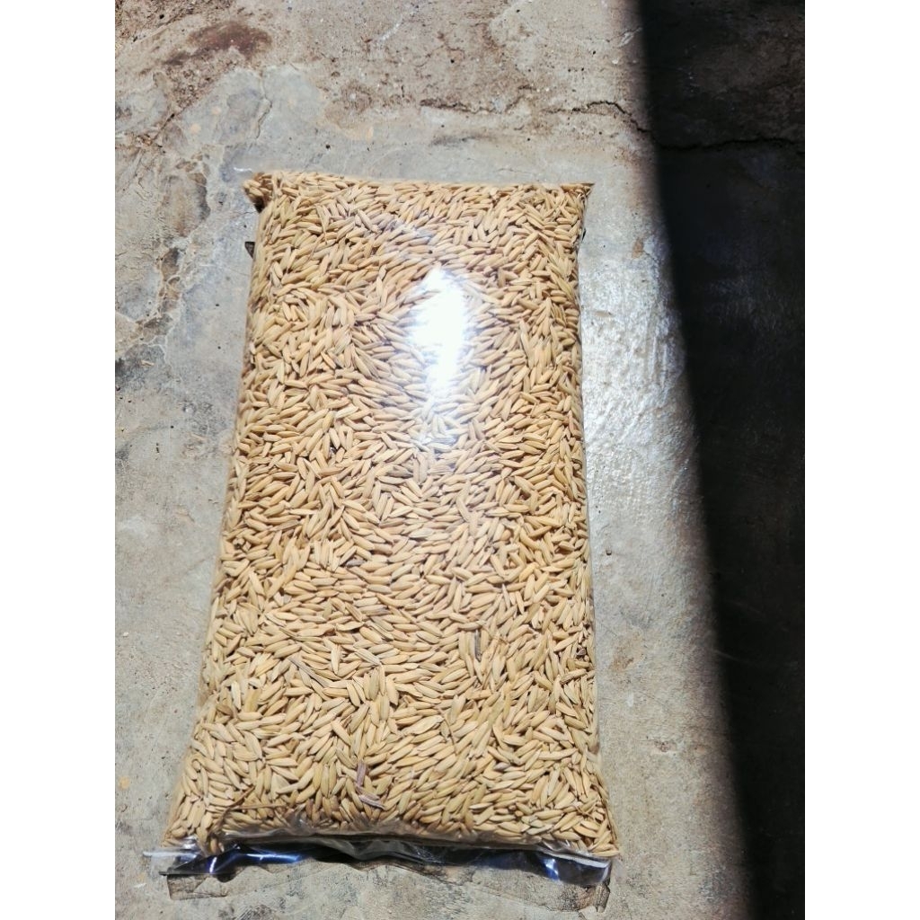 padi gabah putih 1kg pakan ternak/pakan ayam bangkok