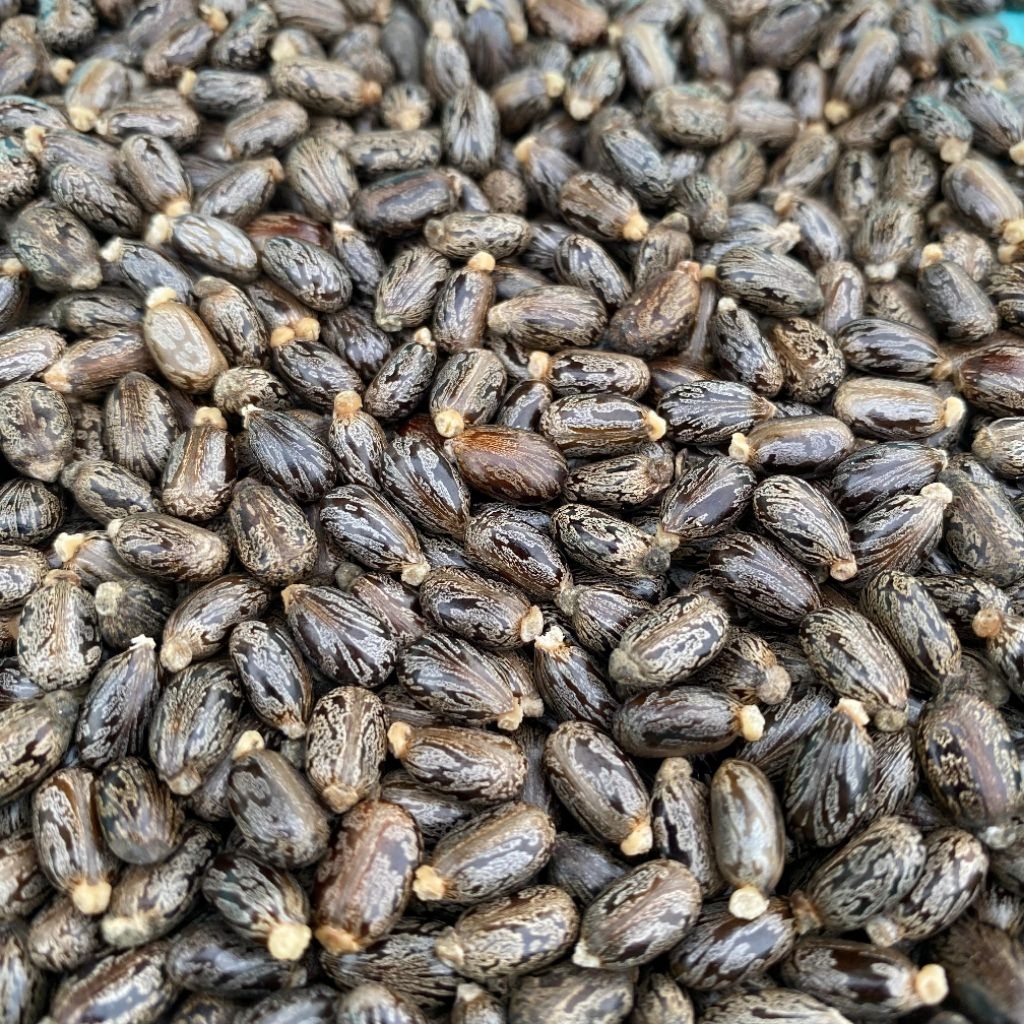 Biji jarak kepyar biji jarak kecil