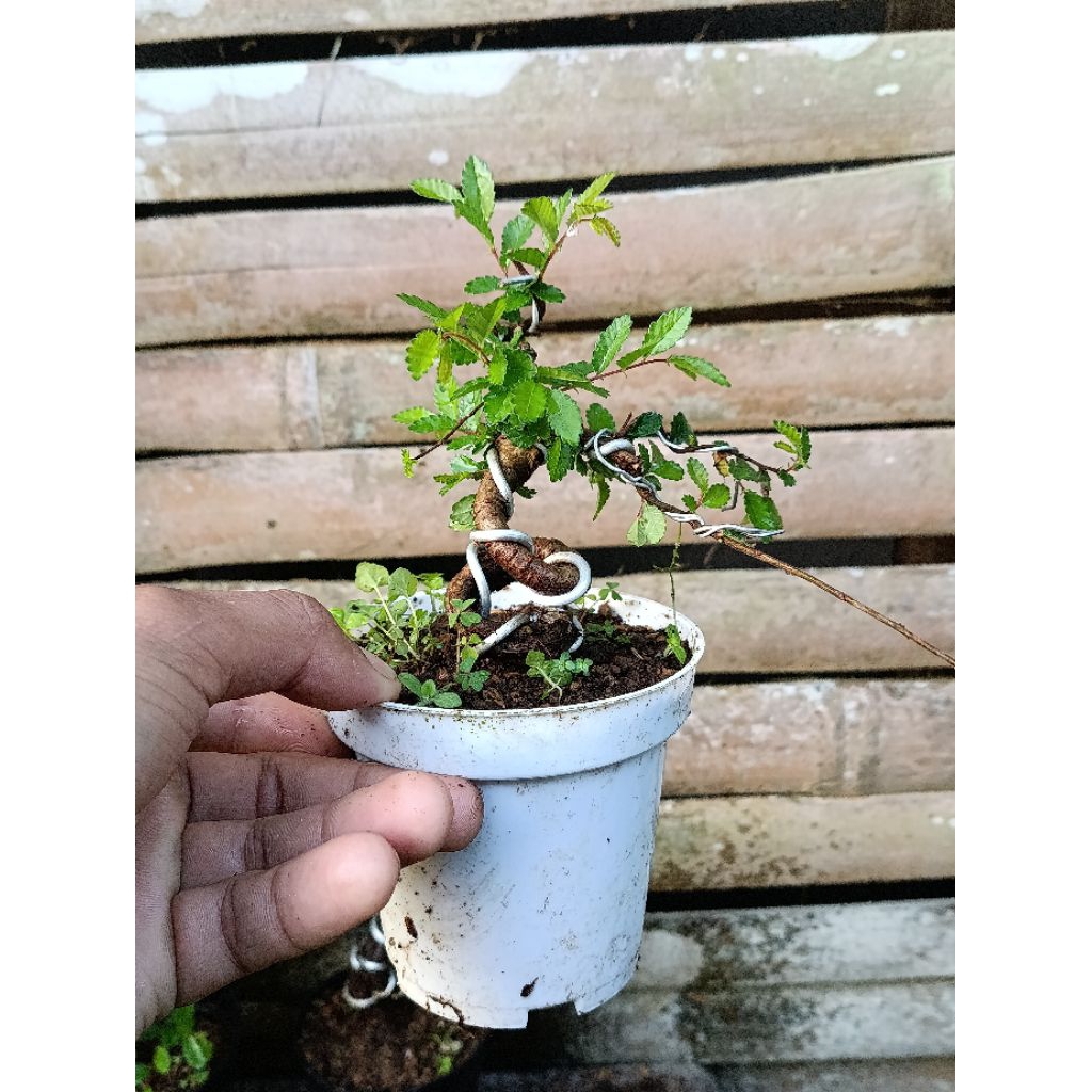 bahan bonsai ulmus mame