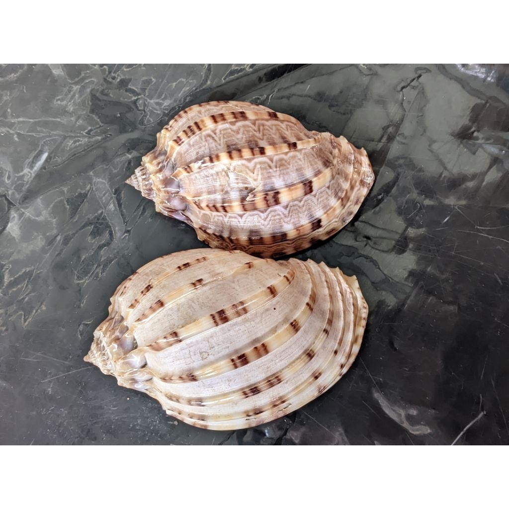 Cangkang kerang harpa harpa unik