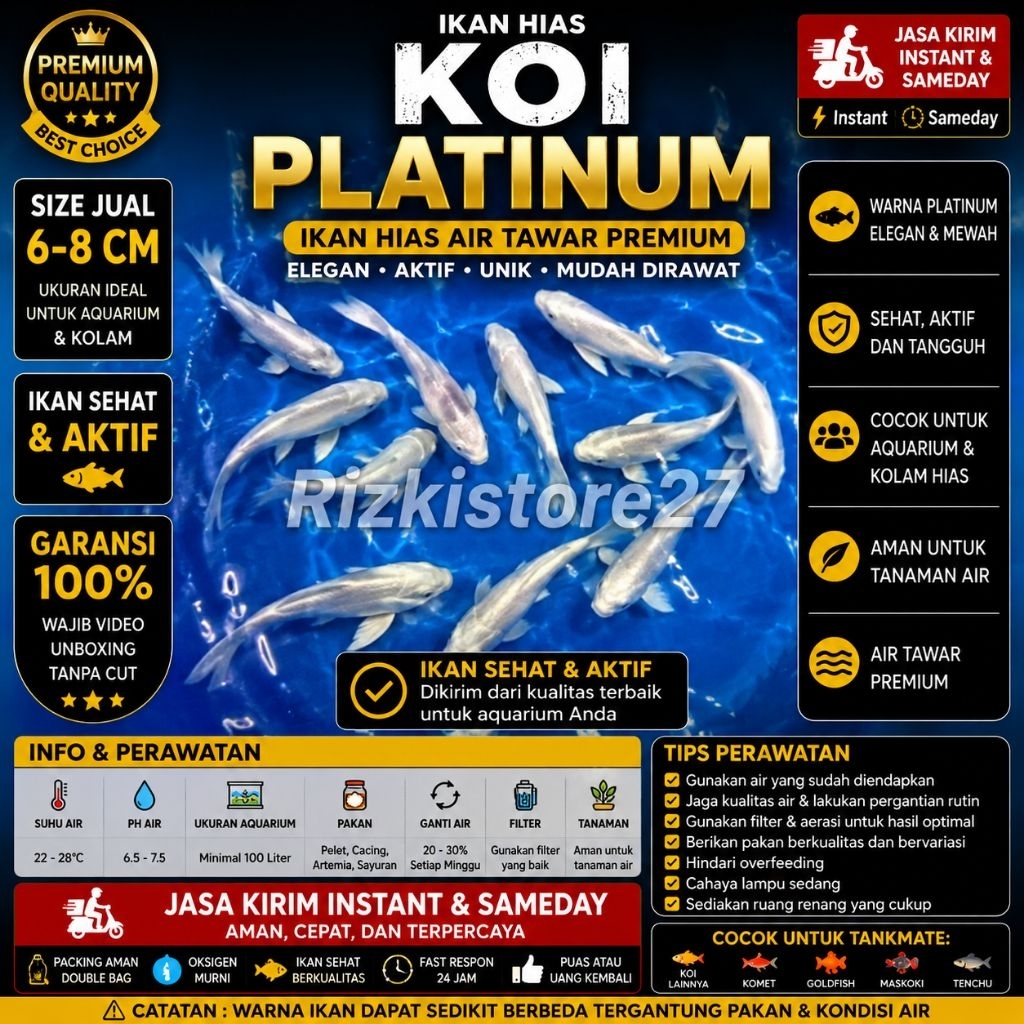 Ikan Hias Koi Platinum Size 6-8 Cm Koi Putih Platinum Air Tawar Aquarium Kolam