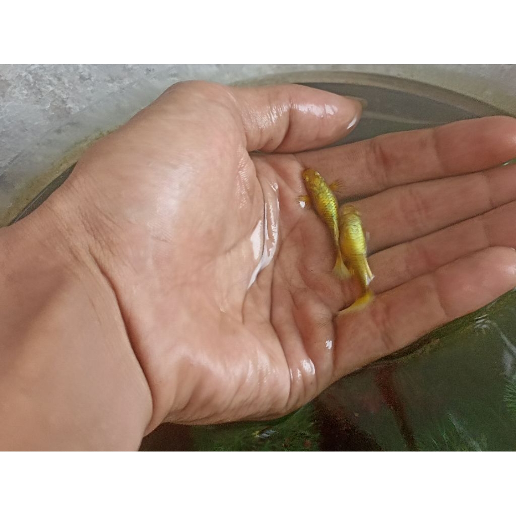 Ikan Guppy Fullgold  - Sepasang, Warna Emas, Genetik full gold, Usia 4 Bulan