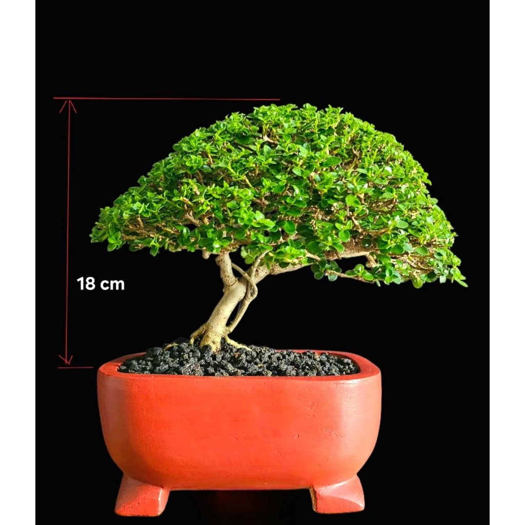 Bonsai Sancang Mame | Rimbun dan Siap Pajang
