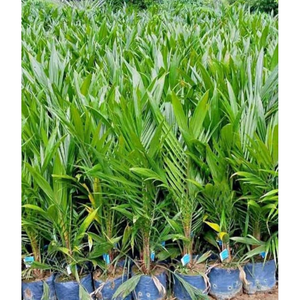KecambahBibitSawit,_PolongSawit