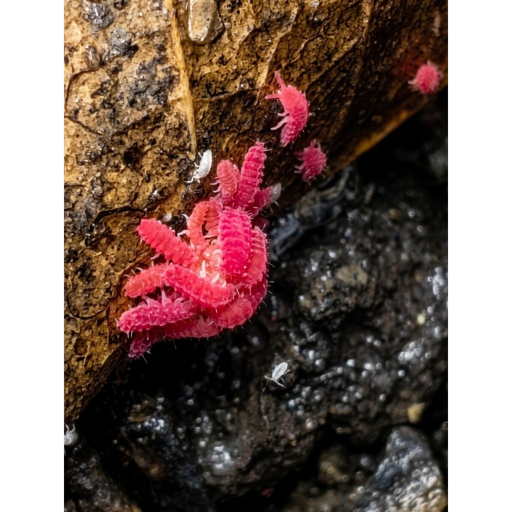 Red Springtail/untuk pengurai bioaktif paludarium/terarium/vivarium