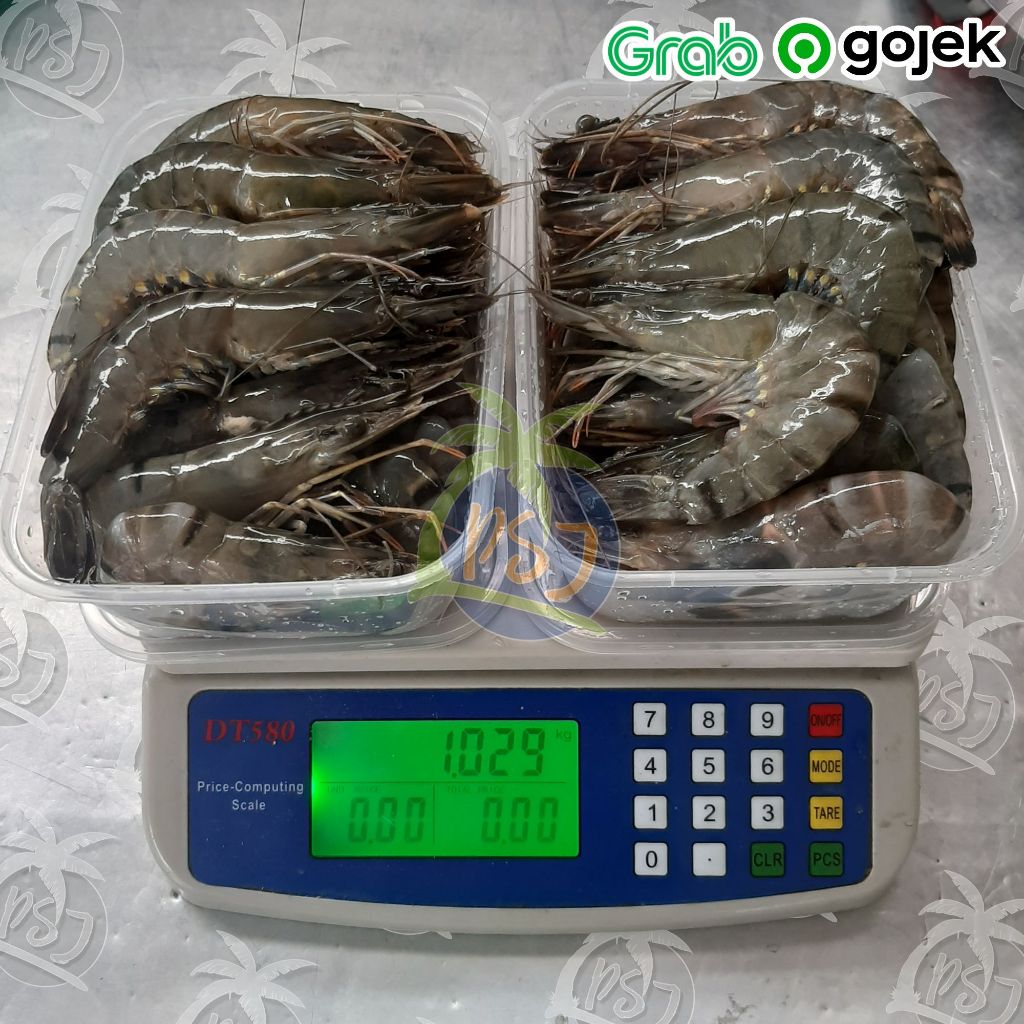 PROMO udang pancet besar ak 40-45 / udang windu / udang segar murah
