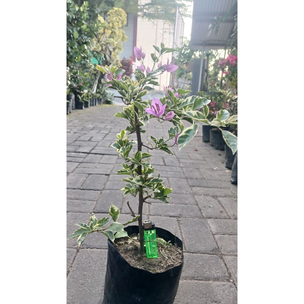 bougenville variegata