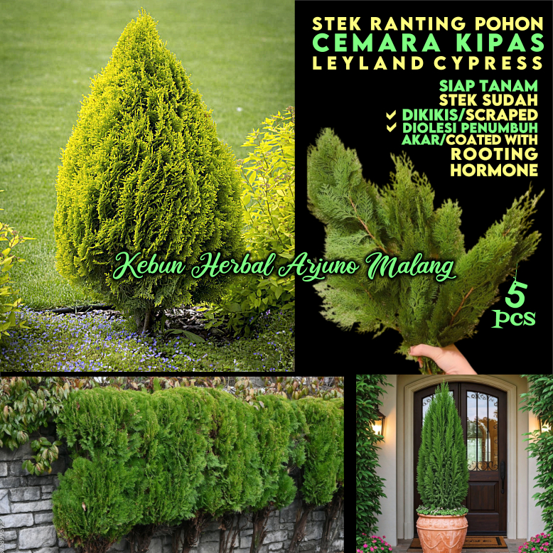 Cemara Kipas 5pcs Stek Ranting Pohon Natal Bonsai Pagar Hidup Mudah Cepat Tumbuh Platycladus Thuja O
