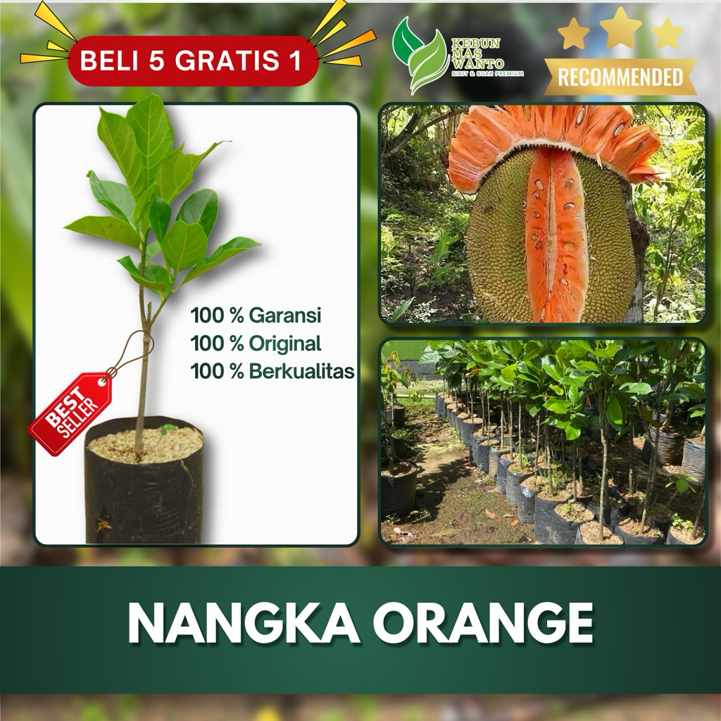 BIBIT NANGKA VARIETAS MADU ORANGE-BIBIT BUAH NANGKA-BIBIT NANGKA MADU-BIBIT NANGKA MADU ORANGE