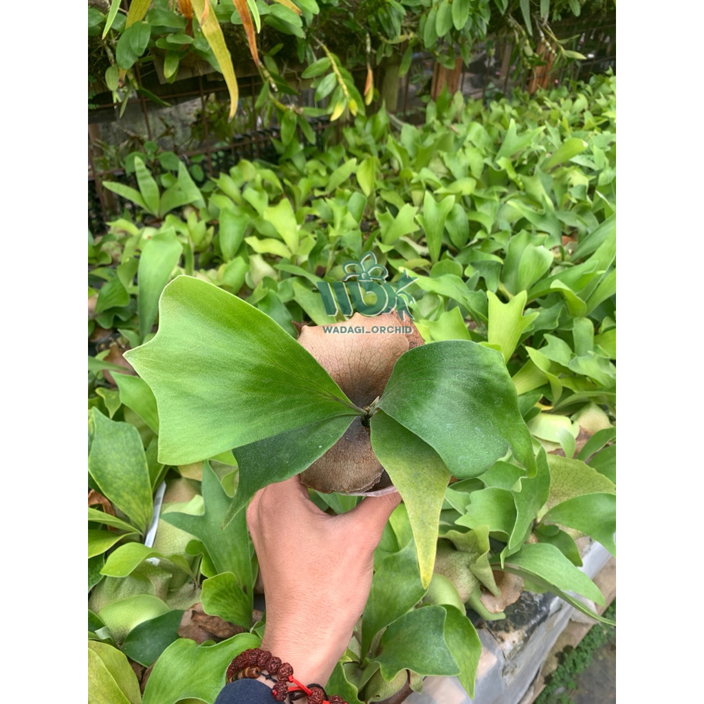 PLATYCERIUM HILLI SPORELING / KADAKA DOA