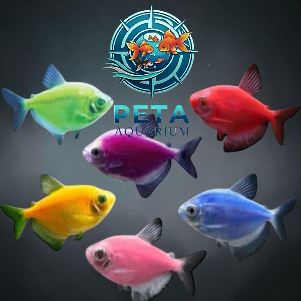 INSTANT Ikan Hias Glofish Glowfish - Warna Acak, Mudah Dipelihara, Hiasan Aquarium