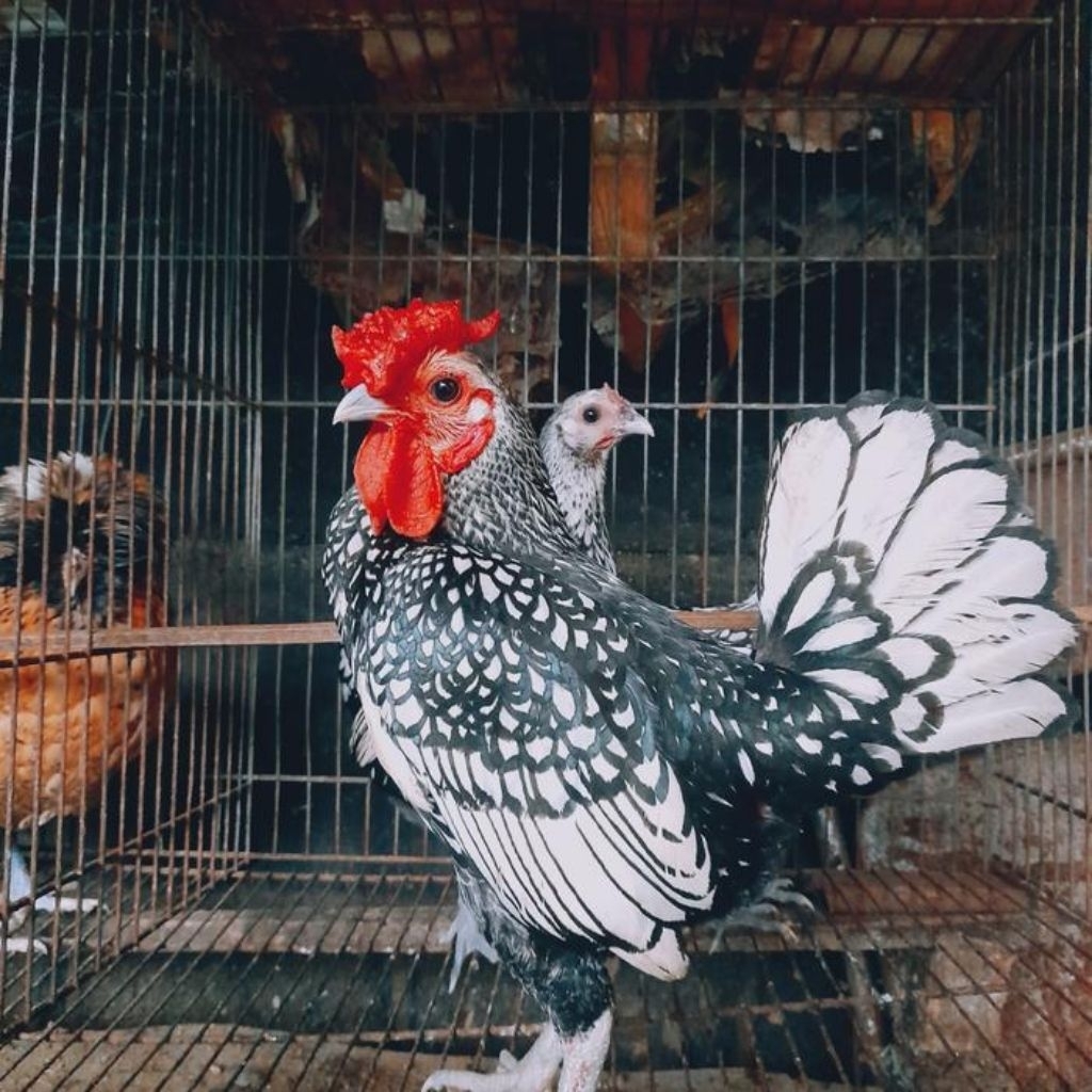 telur ayam fertil Kate batik siap di tetaskan petarung cocok untuk hiasan kandang atau peranakan
