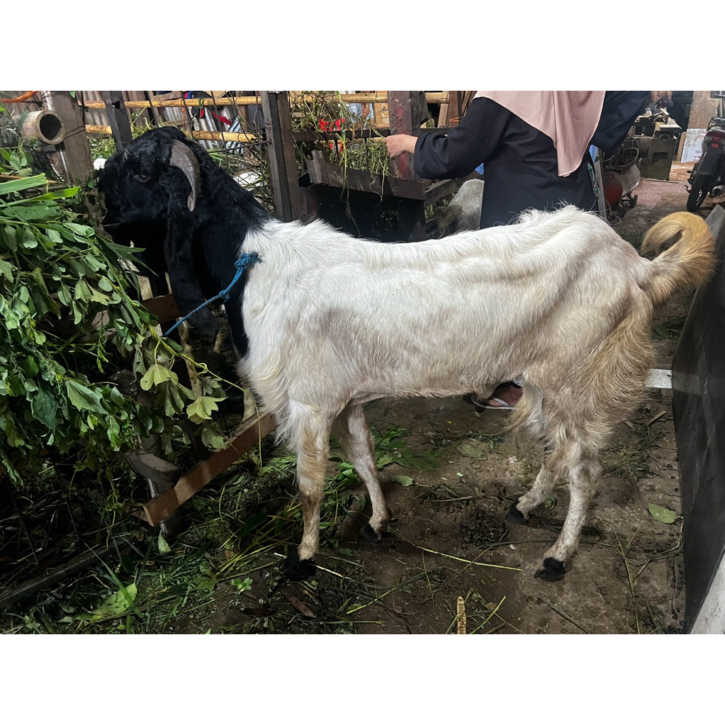 kambing kurban tb 90 bb 50kg